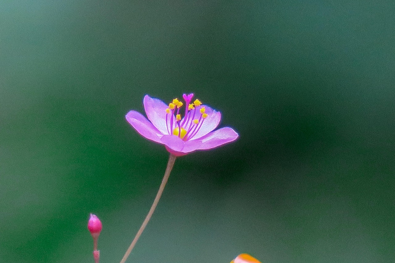 愺莓菋糖 第11页